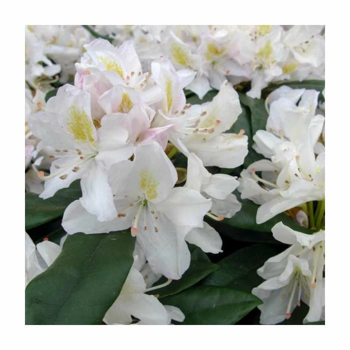2ft Rhododendron 'Madame Masson' | 7.5L Pot 1 2ft Rhododendron 'Madame Masson' | 7.5L Pot