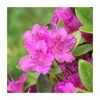 Evergreen Azalea 'Konigstein' | 3L Pot