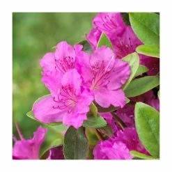 Evergreen Azalea 'Konigstein' | 3L Pot