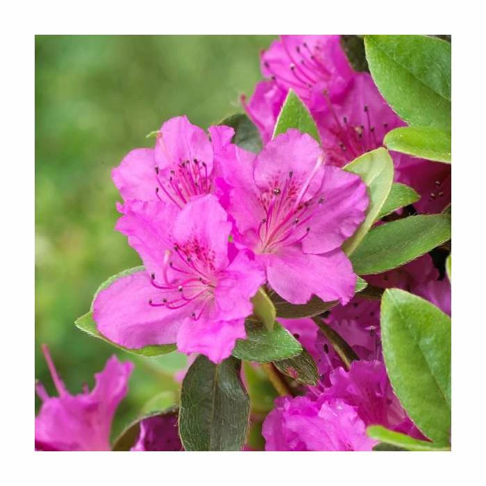 Evergreen Azalea 'Konigstein' | 3L Pot 1 Evergreen Azalea 'Konigstein' | 3L Pot