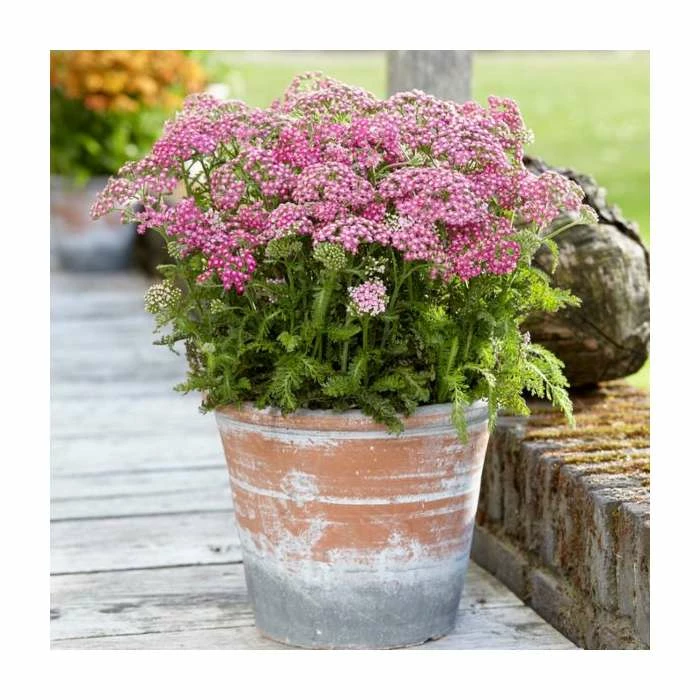 Achillea 'Milly Rock Pink' | 3L Pot 1 Achillea 'Milly Rock Pink' | 3L Pot