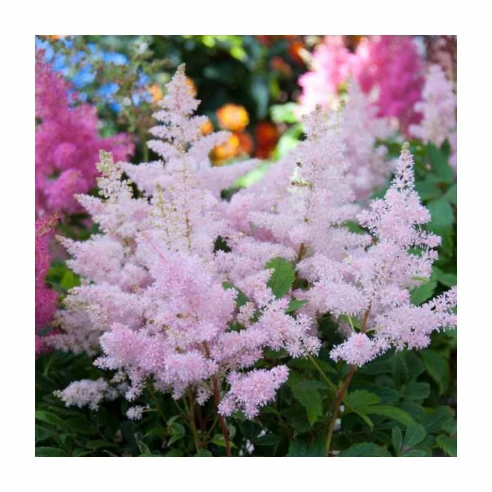 Astilbe japonica 'Europa' | 3L Pot 1 Astilbe japonica 'Europa' | 3L Pot