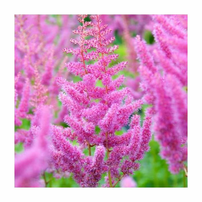 Astilbe x arendsii 'Razzle Dazzle' | 3L Pot 1 Astilbe x arendsii 'Razzle Dazzle' | 3L Pot