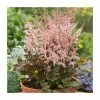 Astilbe 'Spotlight' | 3L Pot