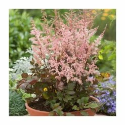 Astilbe 'Spotlight' | 3L Pot
