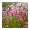 Gaura lindheimeri 'Belleza Dark Pink' | 2L Pot
