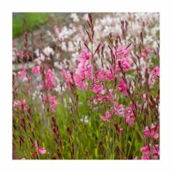 Gaura lindheimeri 'Belleza Dark Pink' | 2L Pot