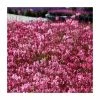 Gaura lindheimeri 'Gaudi Rose' | 3L Pot