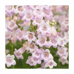 Penstemon 'Quartz Rose' | 3L Pot