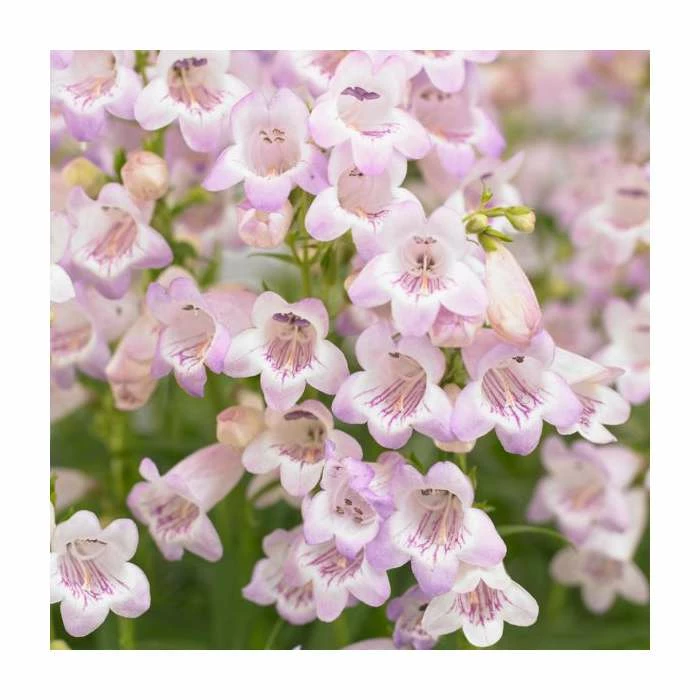 Penstemon 'Quartz Rose' | 3L Pot 1 Penstemon 'Quartz Rose' | 3L Pot