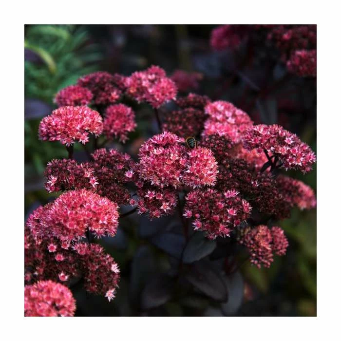Sedum 'Mr Goodbud' | 3L Pot 1 Sedum 'Mr Goodbud' | 3L Pot