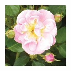 Lakeland | Climbing Rose