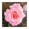 Fab at 40 | Floribunda Rose