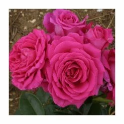 Fab at 70 | Floribunda Rose