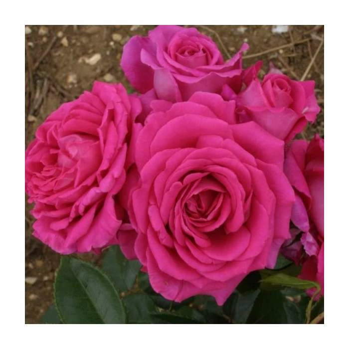 Fab at 70 | Floribunda Rose 1 Fab at 70 | Floribunda Rose