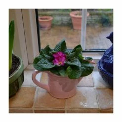 Pink Ceramic Watering Can with Primrose -Pink Plants Shop PL925184 add image 2 4417