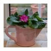 Pink Ceramic Watering Can with Primrose