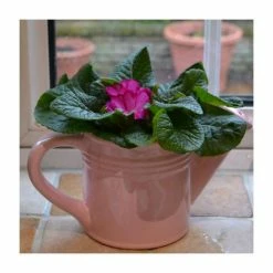 Pink Ceramic Watering Can with Primrose