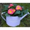 Large Zinc Reusable Watering Can with Primrose