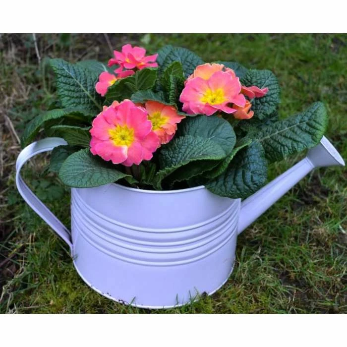 Large Zinc Reusable Watering Can with Primrose 1 Large Zinc Reusable Watering Can with Primrose