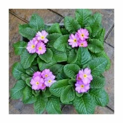 4 x Primula 'Woodland Rose' Plants in Grey Pallet Planter 5 4 x Primula 'Woodland Rose' Plants in Grey Pallet Planter -Pink Plants Shop PL925186 add image 1 2af2