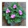 4 x Primula 'Woodland Rose' Plants in Grey Pallet Planter