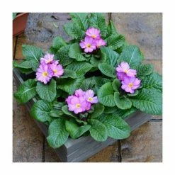 4 x Primula 'Woodland Rose' Plants in Grey Pallet Planter