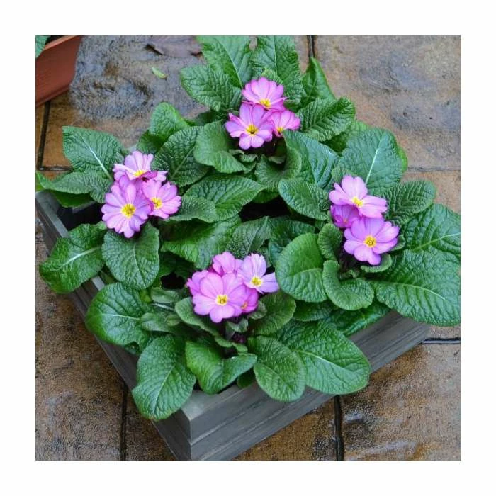 4 x Primula 'Woodland Rose' Plants in Grey Pallet Planter 1 4 x Primula 'Woodland Rose' Plants in Grey Pallet Planter