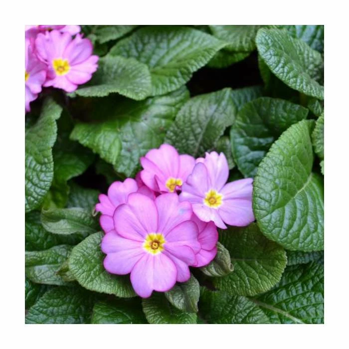 4 x Primula 'Woodland Rose' Plants in Grey Pallet Planter 2 4 x Primula 'Woodland Rose' Plants in Grey Pallet Planter - Image 2