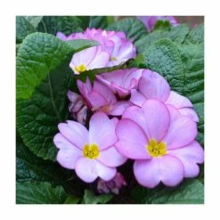 Primula 'Woodland Rose' | 30cm Pre-Planted Hanging Basket -Pink Plants Shop PL925190 add image 1 778e