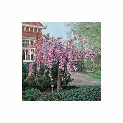 Prunus 'Kiku-shidare-zakura' | Weeping Cherry Blossom Tree | 10L Pot | 180-200cm -Pink Plants Shop PL925220 add image 2 8fd0