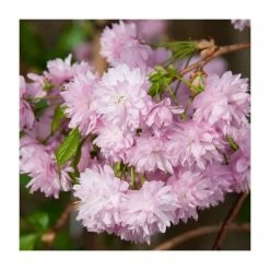 Prunus 'Kiku-shidare-zakura' | Weeping Cherry Blossom Tree | 10L Pot | 180-200cm -Pink Plants Shop PL925220 add image 3 cb3d