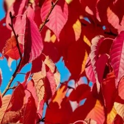Prunus 'Kiku-shidare-zakura' | Weeping Cherry Blossom Tree | 10L Pot | 180-200cm -Pink Plants Shop PL925220 add image 4 3a0a