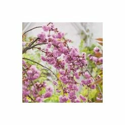 Prunus 'Kiku-shidare-zakura' | Weeping Cherry Blossom Tree | 10L Pot | 180-200cm -Pink Plants Shop PL925220 add image 5 83a2