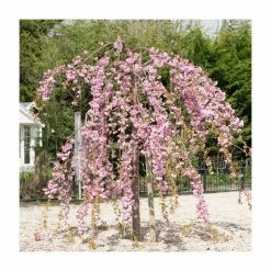 Prunus 'Kiku-shidare-zakura' | Weeping Cherry Blossom Tree | 10L Pot | 180-200cm