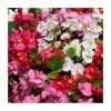 Begonia semp 'Heaven' Mix | 20 Pack | Garden Ready Bedding