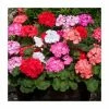 Geranium 'Palladium' Mix | 20 Pack | Garden Ready Bedding