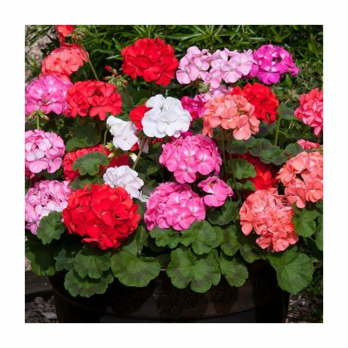Geranium 'Palladium' Mix | 20 Pack | Garden Ready Bedding 1 Geranium 'Palladium' Mix | 20 Pack | Garden Ready Bedding