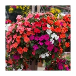 Impatiens 'Beacon' Mix | 20 Pack | Garden Ready Bedding -Pink Plants Shop PL925229 add image 1 14bd