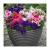 Petunia 'Pirouette' Mix | 20 Pack | Garden Ready Bedding