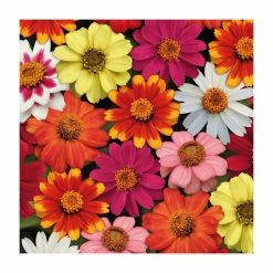 Pink Plants Shop -Pink Plants Shop PL925237 add image 1 53f9