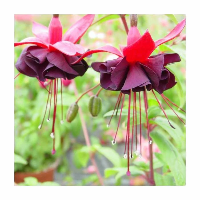 Fuchsia 'Blacky Midnight' | 10.5cm Pot 2 Fuchsia 'Blacky Midnight' | 10.5cm Pot - Image 2