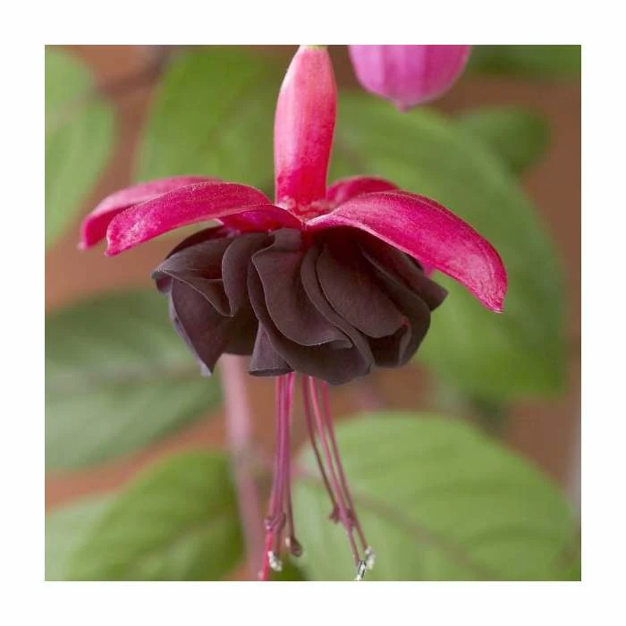 Fuchsia 'Blacky Midnight' | 10.5cm Pot 1 Fuchsia 'Blacky Midnight' | 10.5cm Pot