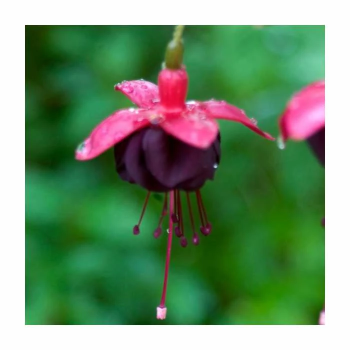Fuchsia 'New Millenium' | 10.5cm Pot 1 Fuchsia 'New Millenium' | 10.5cm Pot