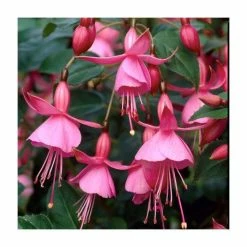 Fuchsia 'Beacon Rose' | 10.5cm Pot