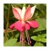 Fuchsia 'Paula Jane' | 10.5cm Pot