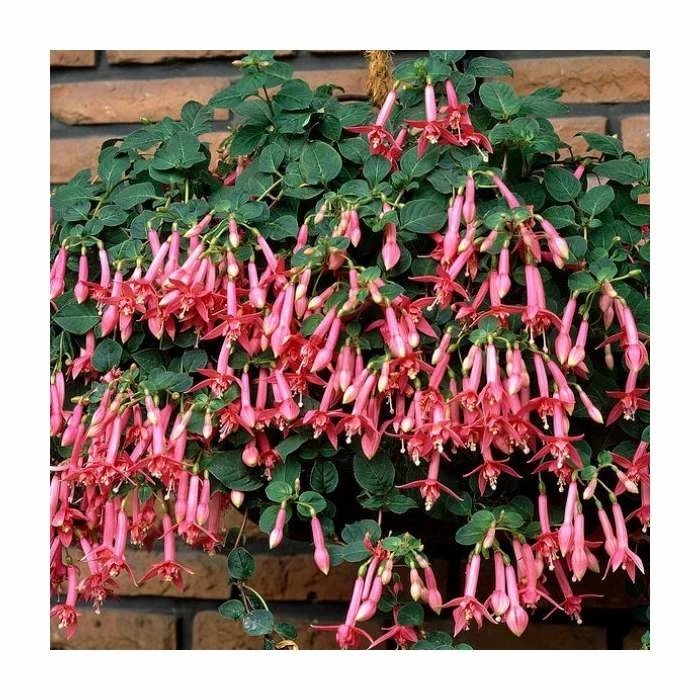 Fuchsia 'Coralle' | 10.5cm Pot 1 Fuchsia 'Coralle' | 10.5cm Pot