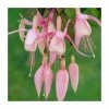 Fuchsia 'Miss California' | 10.5cm Pot
