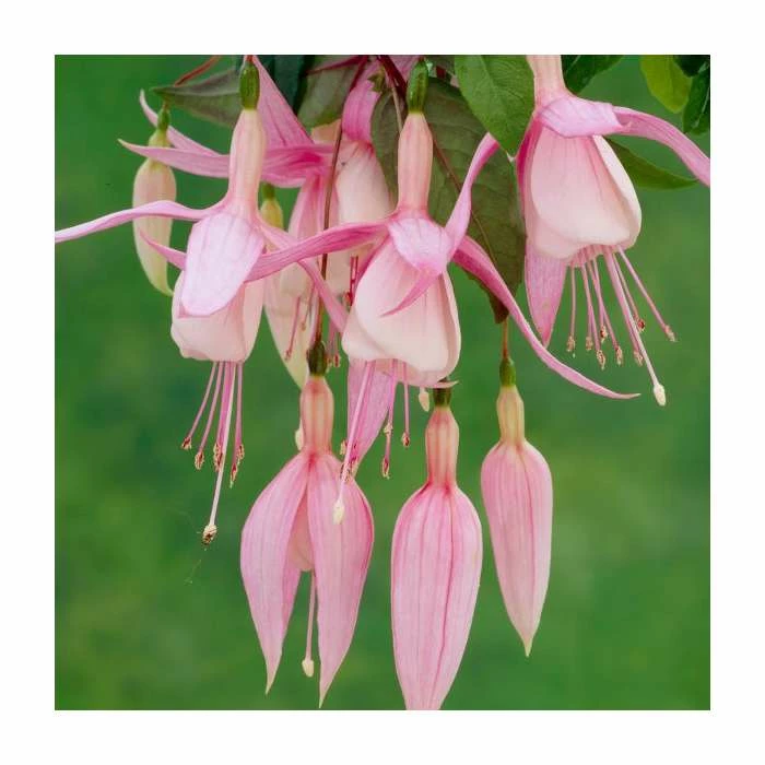 Fuchsia 'Miss California' | 10.5cm Pot 1 Fuchsia 'Miss California' | 10.5cm Pot