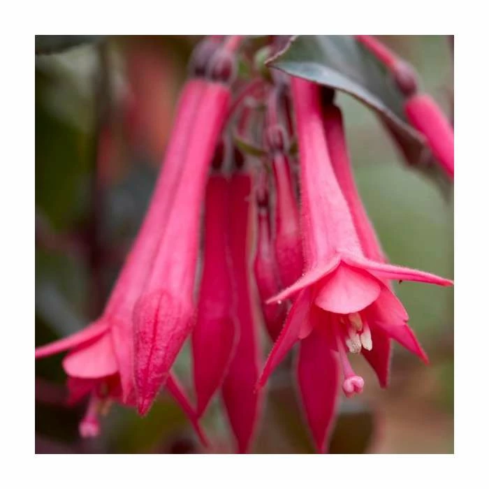 Fuchsia 'Eruption' | 10.5cm Pot 1 Fuchsia 'Eruption' | 10.5cm Pot